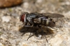 Miltogrammiinae Miltogrammiinae