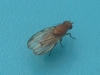 Minettia (Minettia) inusta (Meigen, 1826)