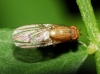 Minettia (Minettia) sp. Robineau-Desvoidy, 1830