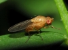 Minettia (Minettia) sp. Robineau-Desvoidy, 1830