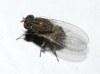 Minettia gr. fasciata