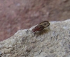 Minettia sp. (gr. inusta)