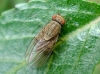 Minettia sp. 1d2