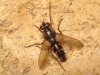 Mintho rufiventris (Falln, 1817)