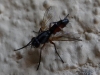 Mintho rufiventris (Falln, 1817)