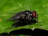 Morellia sp. Robineau-Desvoidy, 1830