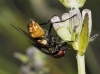 Musca domestica Linnaeus, 1758