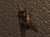 Musca domestica Linnaeus, 1758