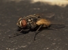 Musca domestica Linnaeus, 1758
