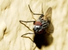 Musca domestica Linnaeus, 1758