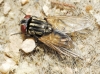 Musca domestica Linnaeus, 1758