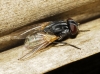 Musca domestica Linnaeus, 1758