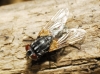 Musca domestica Linnaeus, 1758