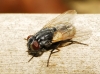 Musca domestica Linnaeus, 1758