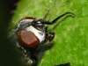 Musca domestica Linnaeus, 1758