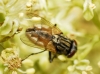 Musca domestica Linnaeus, 1758