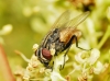 Musca domestica Linnaeus, 1758