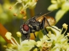 Musca domestica Linnaeus, 1758