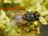 Musca domestica Linnaeus, 1758