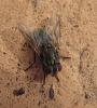 Musca domestica Linnaeus, 1758