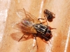 Musca domestica Linnaeus, 1758