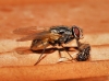 Musca domestica Linnaeus, 1758