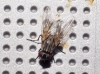 Musca domestica Linnaeus, 1758
