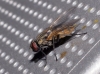 Musca domestica Linnaeus, 1758