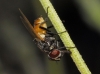 Musca sp.