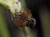 Musca sp.