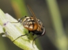 Musca sp.