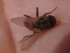 Musca sp.