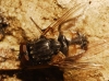 Musca sp.