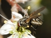 Musca sp.