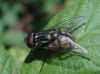 Musca sp.