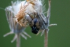 Musca sp. Linnaeus, 1758