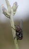 Musca sp. Linnaeus, 1758