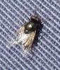 Musca sp. Linnaeus, 1758