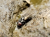 Musca sp. Linnaeus, 1758