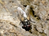 Musca sp. Linnaeus, 1758