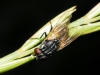 Musca sp. Linnaeus, 1758