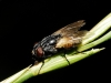 Musca sp. Linnaeus, 1758