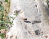 Musca sp. Linnaeus, 1758
