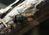 Musca domestica Linnaeus, 1758