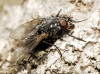 Muscina levida (Harris, 1780)