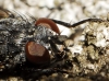 Muscina levida (Harris, 1780)