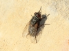 Muscina stabulans (Falln, 1817)