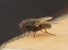 Muscina stabulans (Falln, 1817)