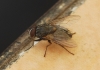 Muscina stabulans (Falln, 1817)