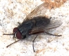 Muscina stabulans (Falln, 1817)